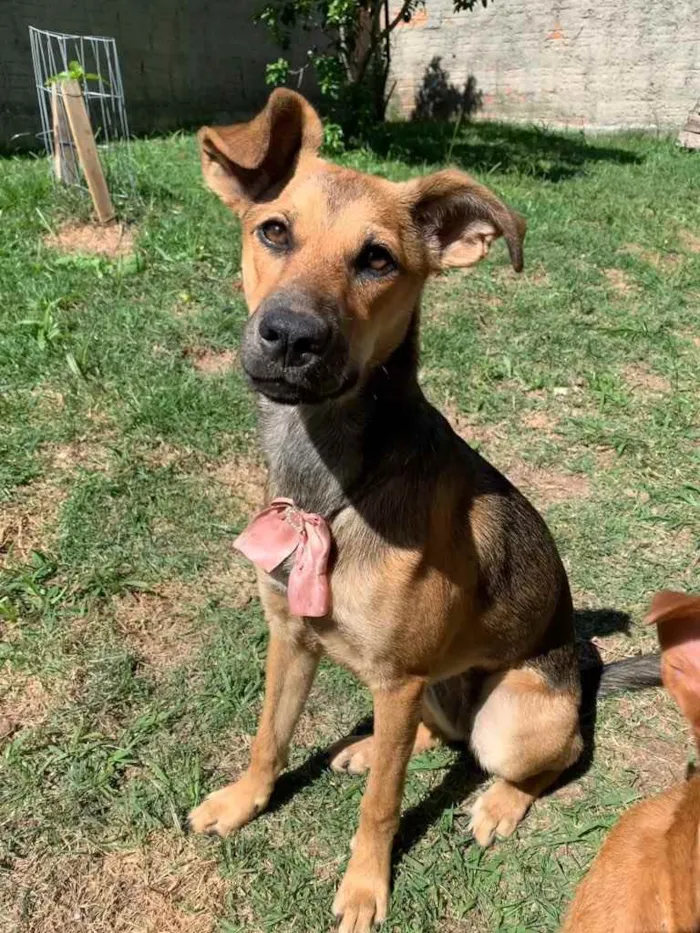 Cachorro ra a  idade 7 a 11 meses nome Ísis 