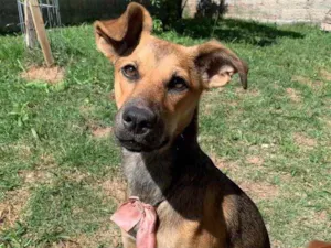 Cachorro raça  idade 7 a 11 meses nome Ísis 