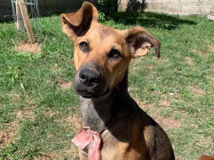 Cachorro ra a  idade 7 a 11 meses nome Ísis 