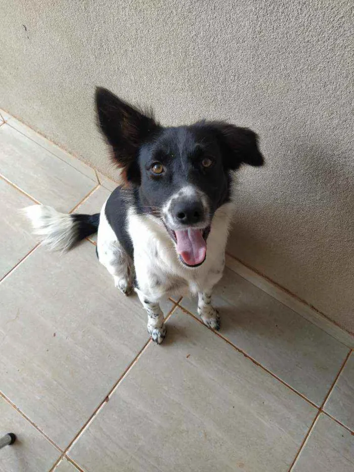Cachorro raça Vira lata idade 2 anos nome Apolo