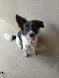 Apolo