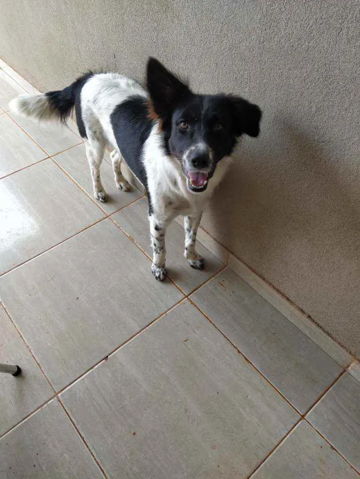 Cachorro raça Vira lata idade 2 anos nome Apolo