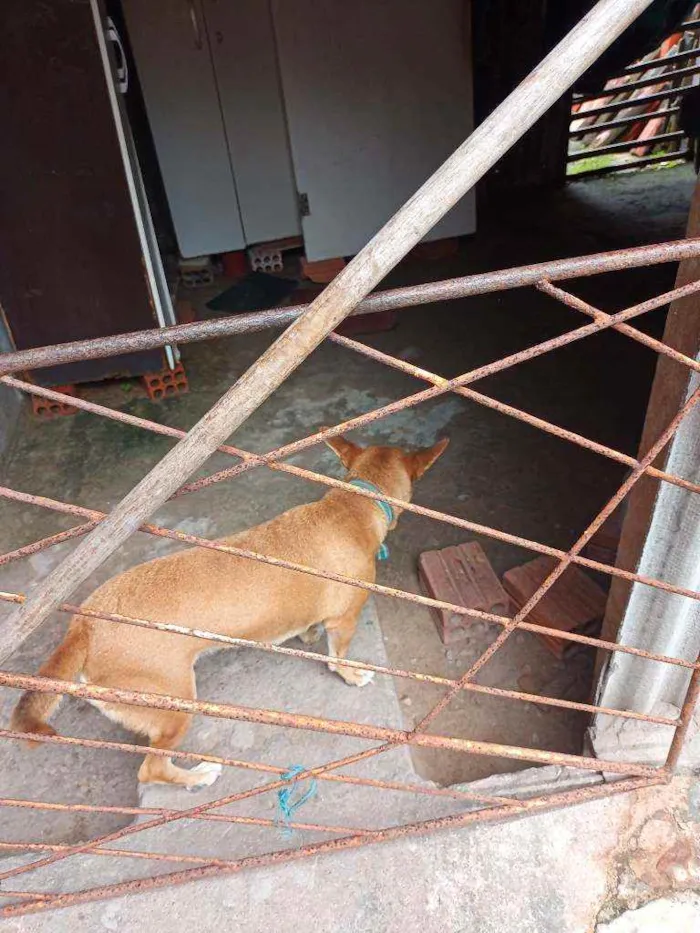 Cachorro ra a Vira lata  idade 3 anos nome Turquesa