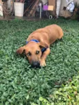 Cachorro raça Srd idade 7 a 11 meses nome Pingo