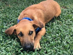 Cachorro raça Srd idade 7 a 11 meses nome Pingo