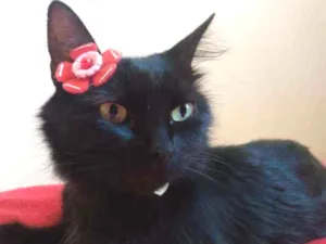 Gato raça  idade 1 ano nome Charlotte
