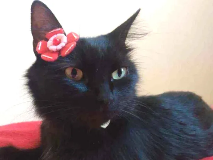 Gato ra a  idade 1 ano nome Charlotte