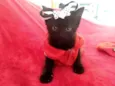 Miethie