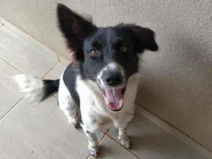 Cachorro raça Vira lata idade 2 anos nome Apolo