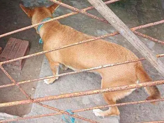 Cachorro ra a Vira lata  idade 3 anos nome Turquesa