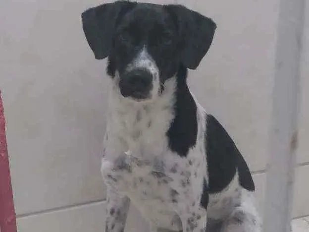 Cachorro ra a Vira lata  idade 2 a 6 meses nome Betovem