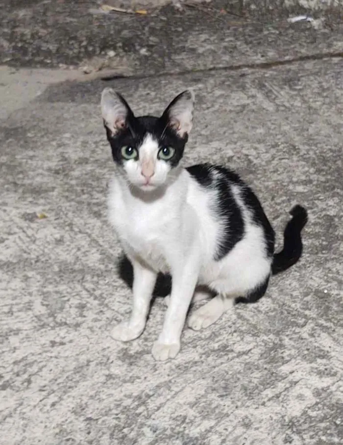 Gato ra a Sem raça definida idade 2 a 6 meses nome Frajola