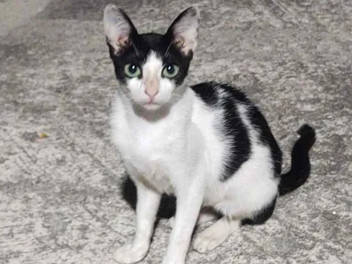 Gato ra a Sem raça definida idade 2 a 6 meses nome Frajola