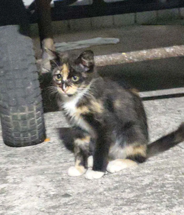 Gato ra a Sem raça definida idade 2 a 6 meses nome Fridinha