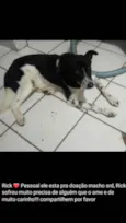 Cachorro raça SRD idade 4 anos nome RICK