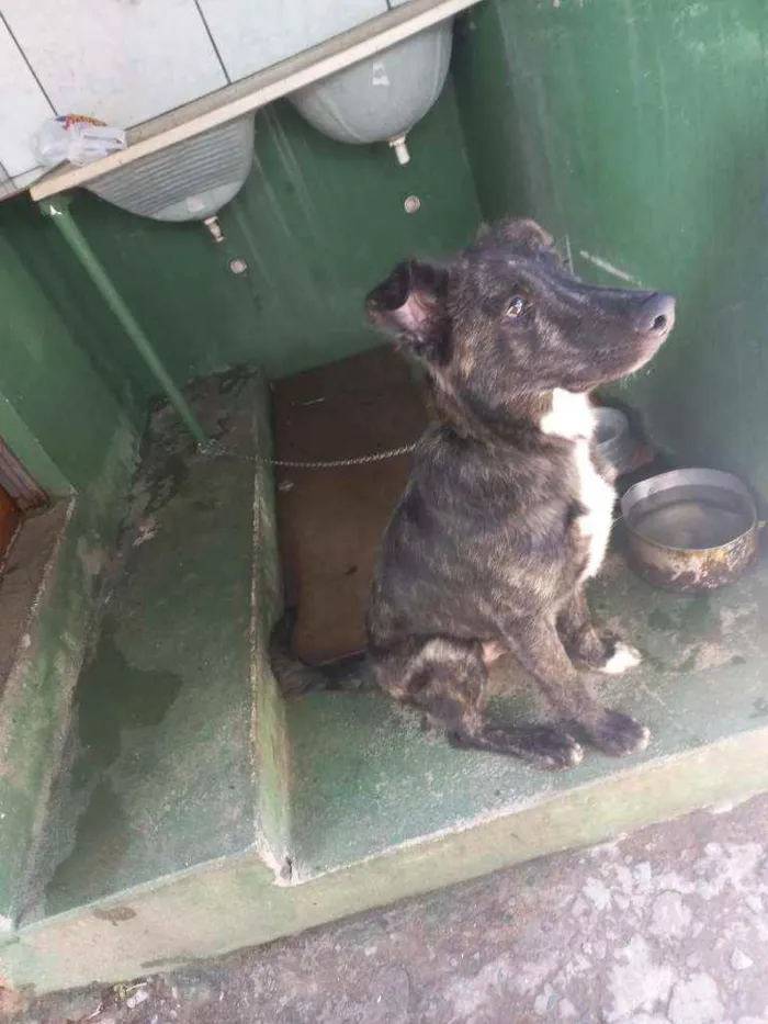 Cachorro ra a Pastor belga  idade 2 a 6 meses nome Negão 