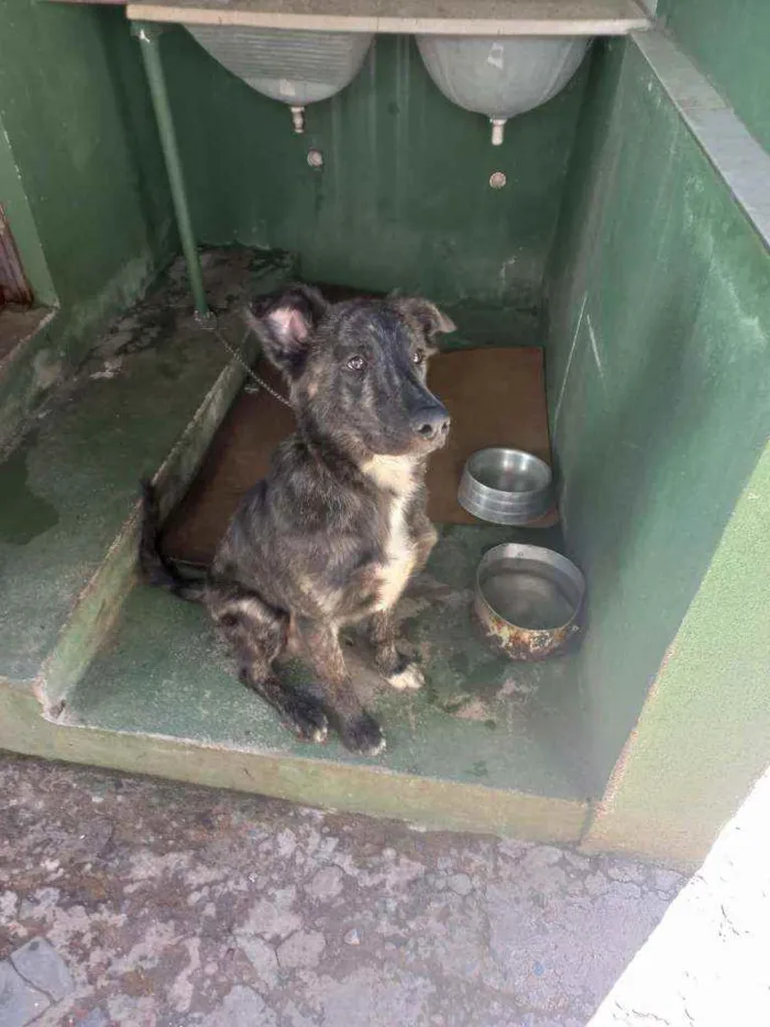 Cachorro ra a Pastor belga  idade 2 a 6 meses nome Negão 