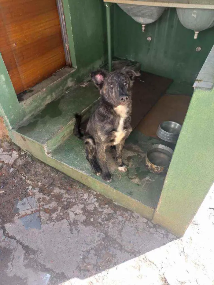 Cachorro ra a Pastor belga  idade 2 a 6 meses nome Negão 