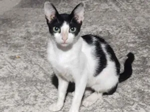 Gato raça Sem raça definida idade 2 a 6 meses nome Frajola