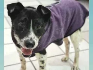 Cachorro raça SRD idade 4 anos nome RICK