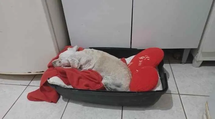 Cachorro ra a  idade 6 ou mais anos nome Lilica 