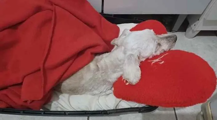 Cachorro ra a  idade 6 ou mais anos nome Lilica 