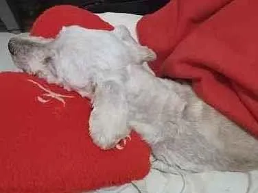 Cachorro ra a  idade 6 ou mais anos nome Lilica 