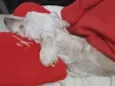 Lilica