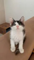 Gatinha ??