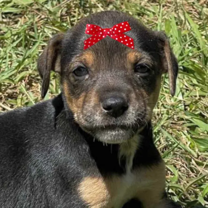 Cachorro ra a Mestiça  idade Abaixo de 2 meses nome Cacau 