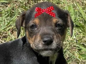 Cachorro raça Mestiça  idade Abaixo de 2 meses nome Cacau 