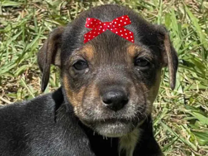 Cachorro ra a Mestiça  idade Abaixo de 2 meses nome Cacau 