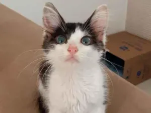 Gato raça Sem raça  idade Abaixo de 2 meses nome Gatinha ??