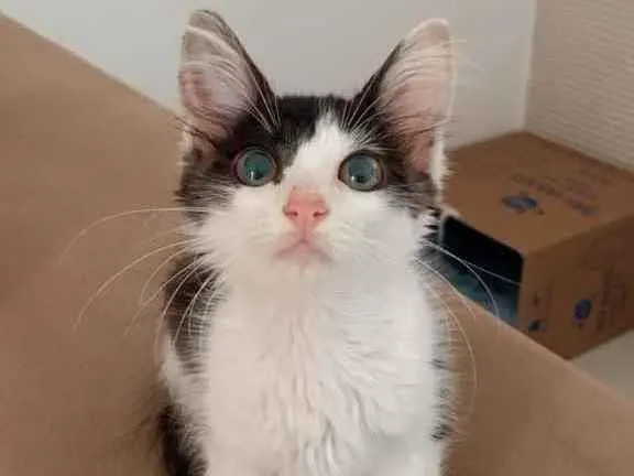 Gato ra a Sem raça  idade Abaixo de 2 meses nome Gatinha ??