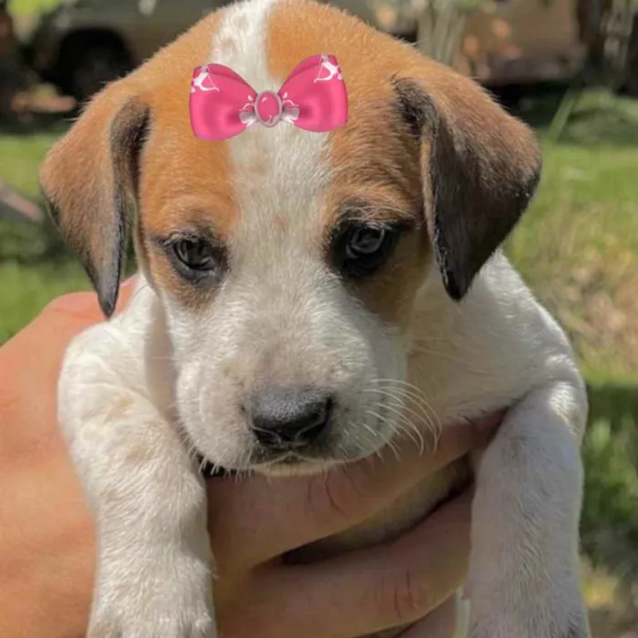 Cachorro ra a Mestiça  idade Abaixo de 2 meses nome Sofia 