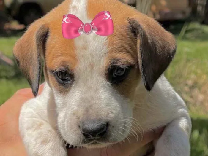 Cachorro ra a Mestiça  idade Abaixo de 2 meses nome Sofia 