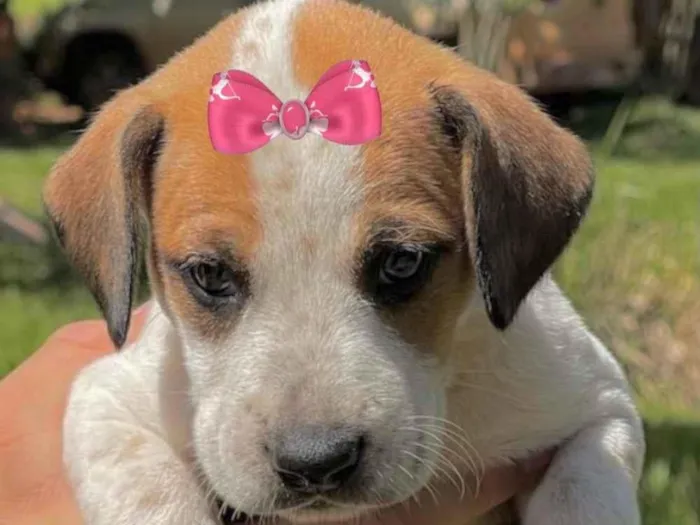Cachorro ra a Mestiça  idade Abaixo de 2 meses nome Sofia 