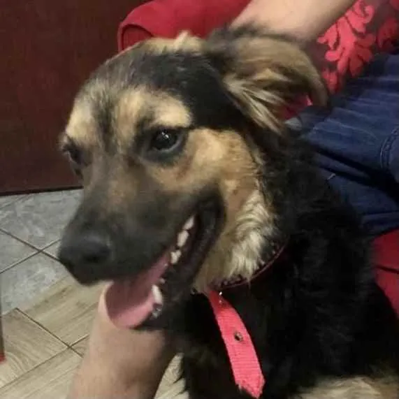 Cachorro ra a Mestiço  idade 7 a 11 meses nome Thor 