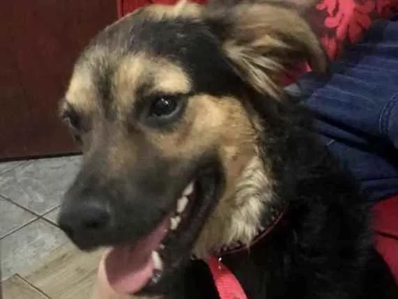 Cachorro ra a Mestiço  idade 7 a 11 meses nome Thor 
