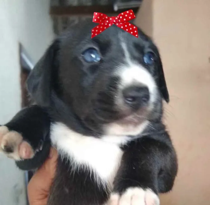 Cachorro ra a Mestiça  idade 2 a 6 meses nome Bia 