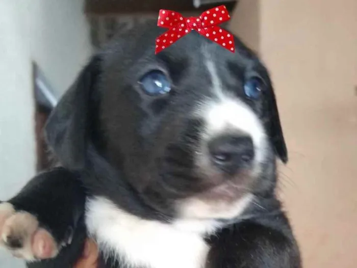 Cachorro ra a Mestiça  idade 2 a 6 meses nome Bia 