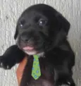 Apolo 