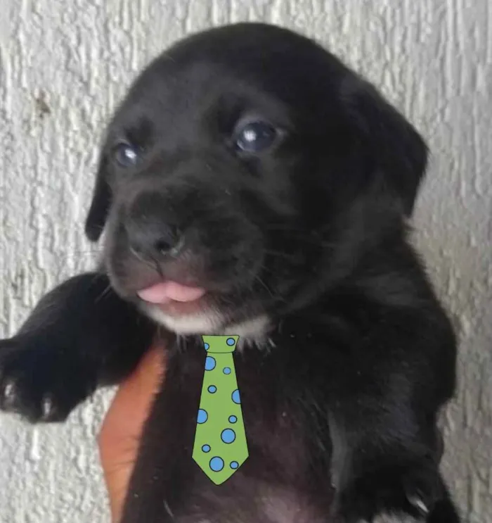 Cachorro ra a Mestiço  idade 2 a 6 meses nome Apolo 