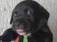 Apolo 