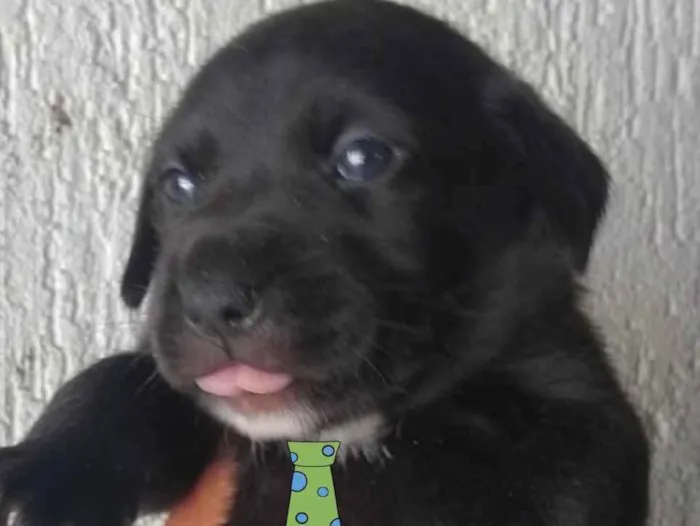 Cachorro ra a Mestiço  idade 2 a 6 meses nome Apolo 