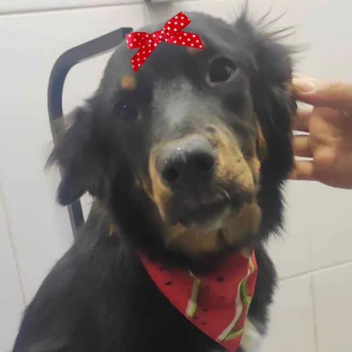 Cachorro ra a Mestiça  idade 1 ano nome Cacau 