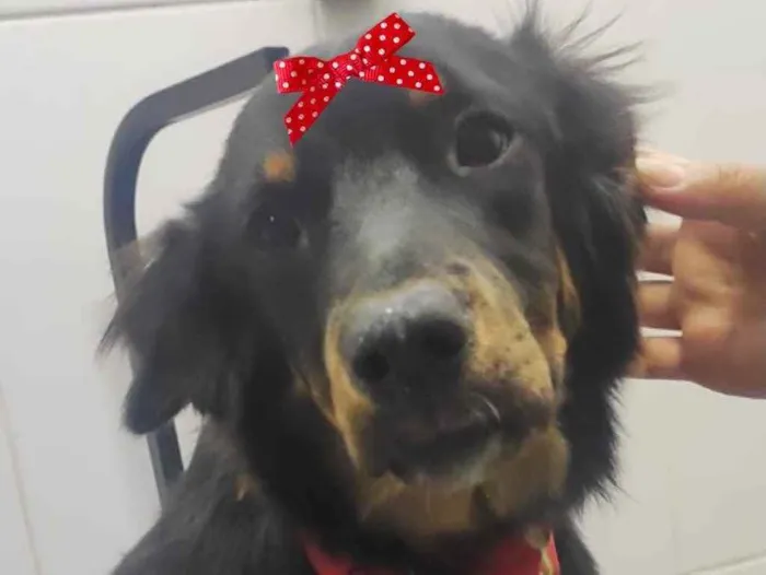 Cachorro ra a Mestiça  idade 1 ano nome Cacau 