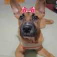 Amora 