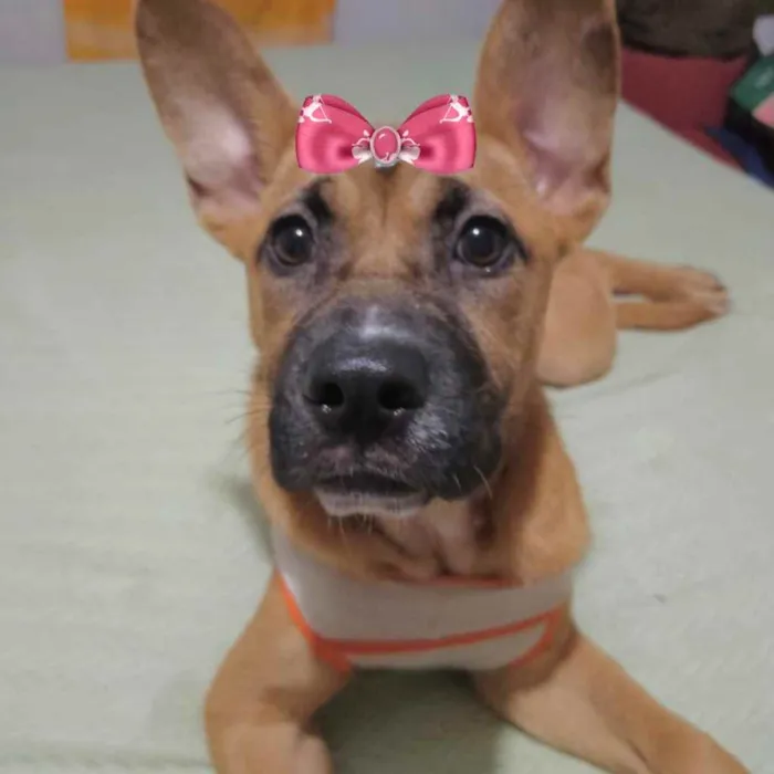 Cachorro ra a Mestiça  idade 1 ano nome Amora 