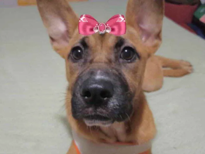 Cachorro ra a Mestiça  idade 1 ano nome Amora 